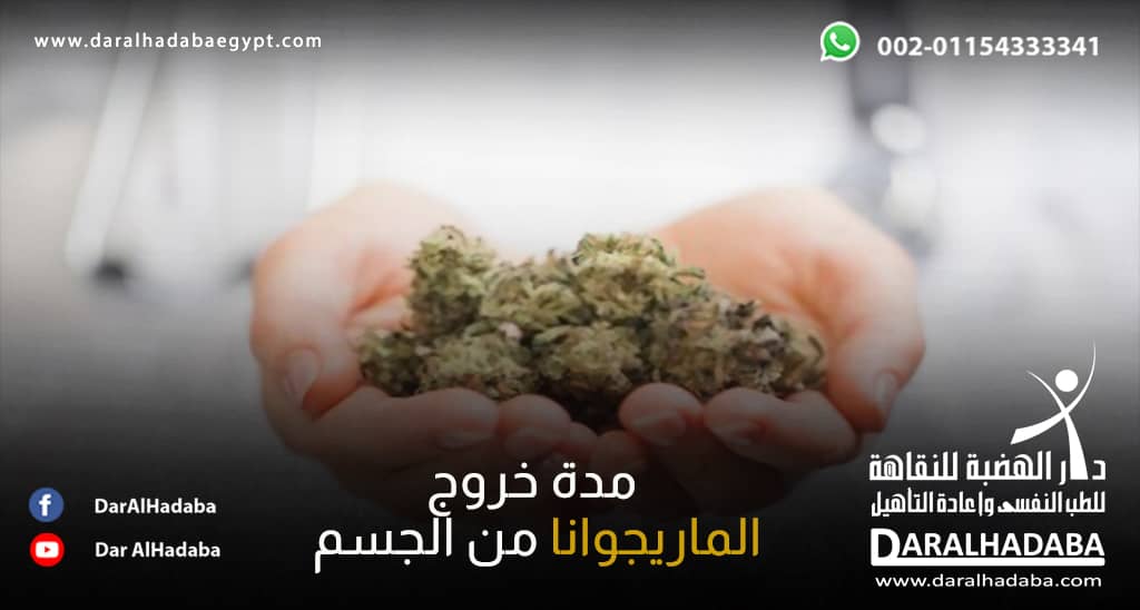 طبيب بيده نبات الماريجوانا ويحاول تحديد مدة خروج لماريجوانا من الجسم