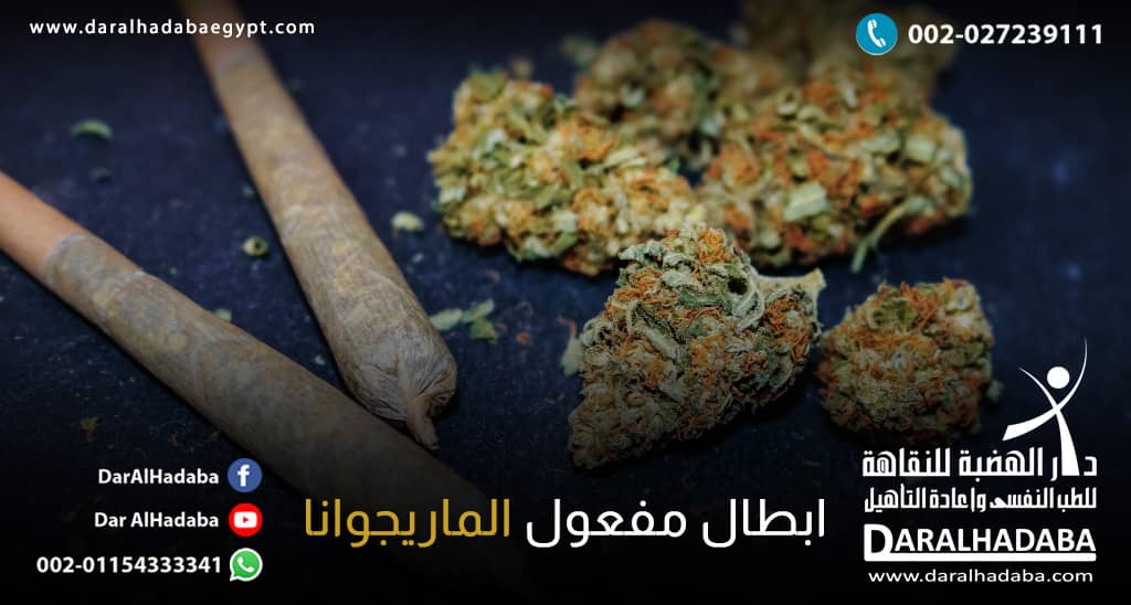 نبات الماريجوانا بجانب سجائر بداخلها نفس النبات الذي يرغب متعاطيه في الحصول على أفضل طريقة تساعد في ابطال مفعول الماريجوانا